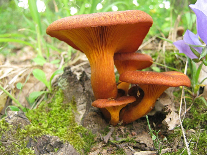 Imágen de la noticia