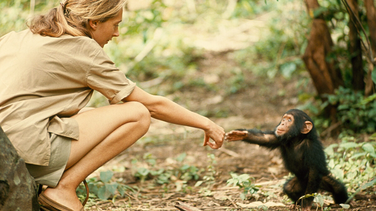 Fallece a los 91 años Jane Goodall, la mujer que cambió para siempre la etología moderna