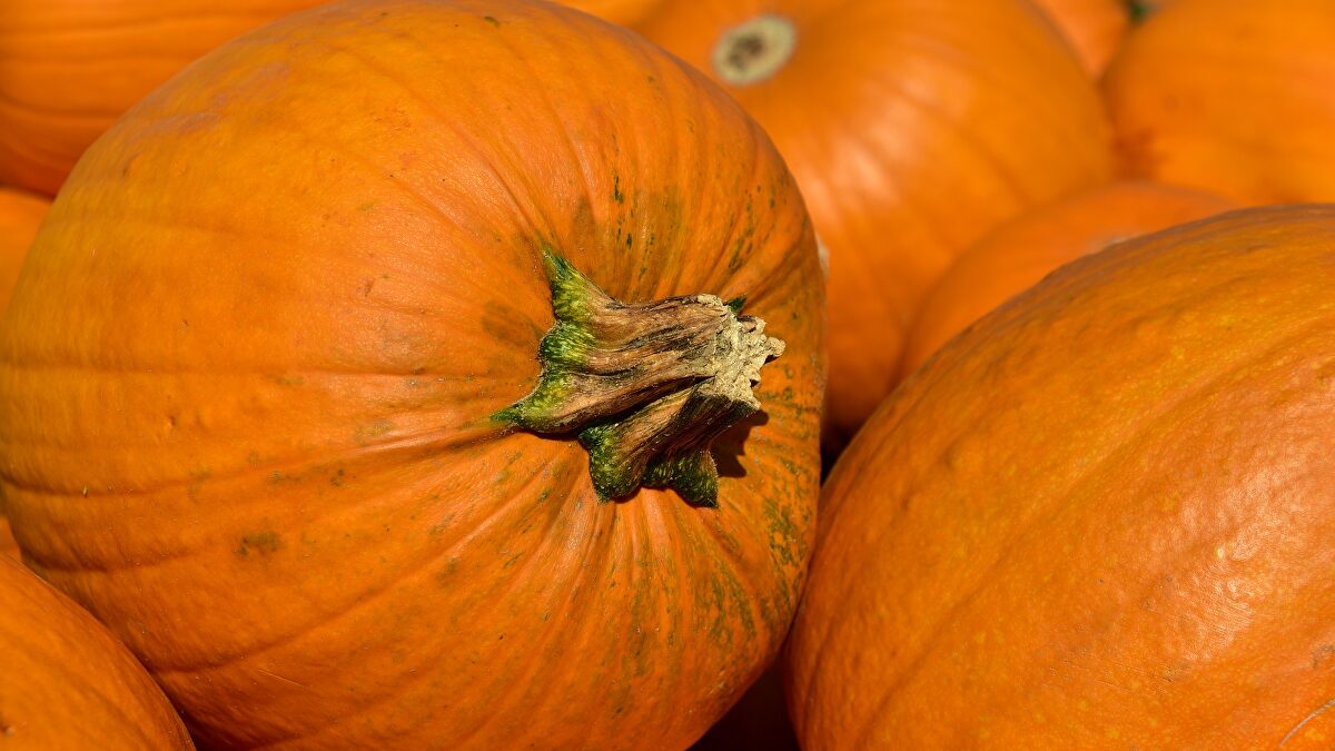 Los productores de calabaza, desbordados antes de Halloween:  No hay tiempo para entrevistas