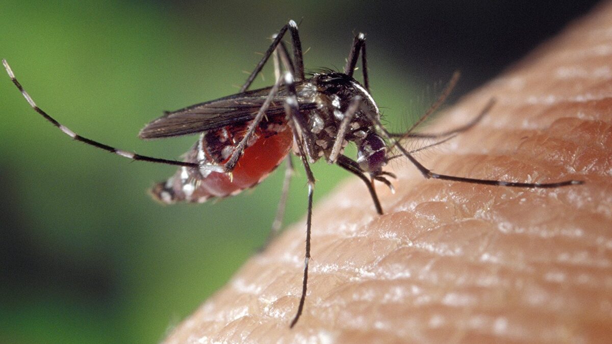 Alarma en Extremadura: el virus del Nilo se cobra la tercera víctima y ya hay 20 contagiados