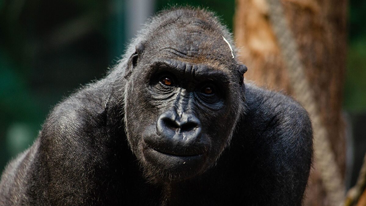 Los animalistas presionan al Gobierno con la ley de derechos 'humanos' para los grandes simios tras la muerte de Goodall