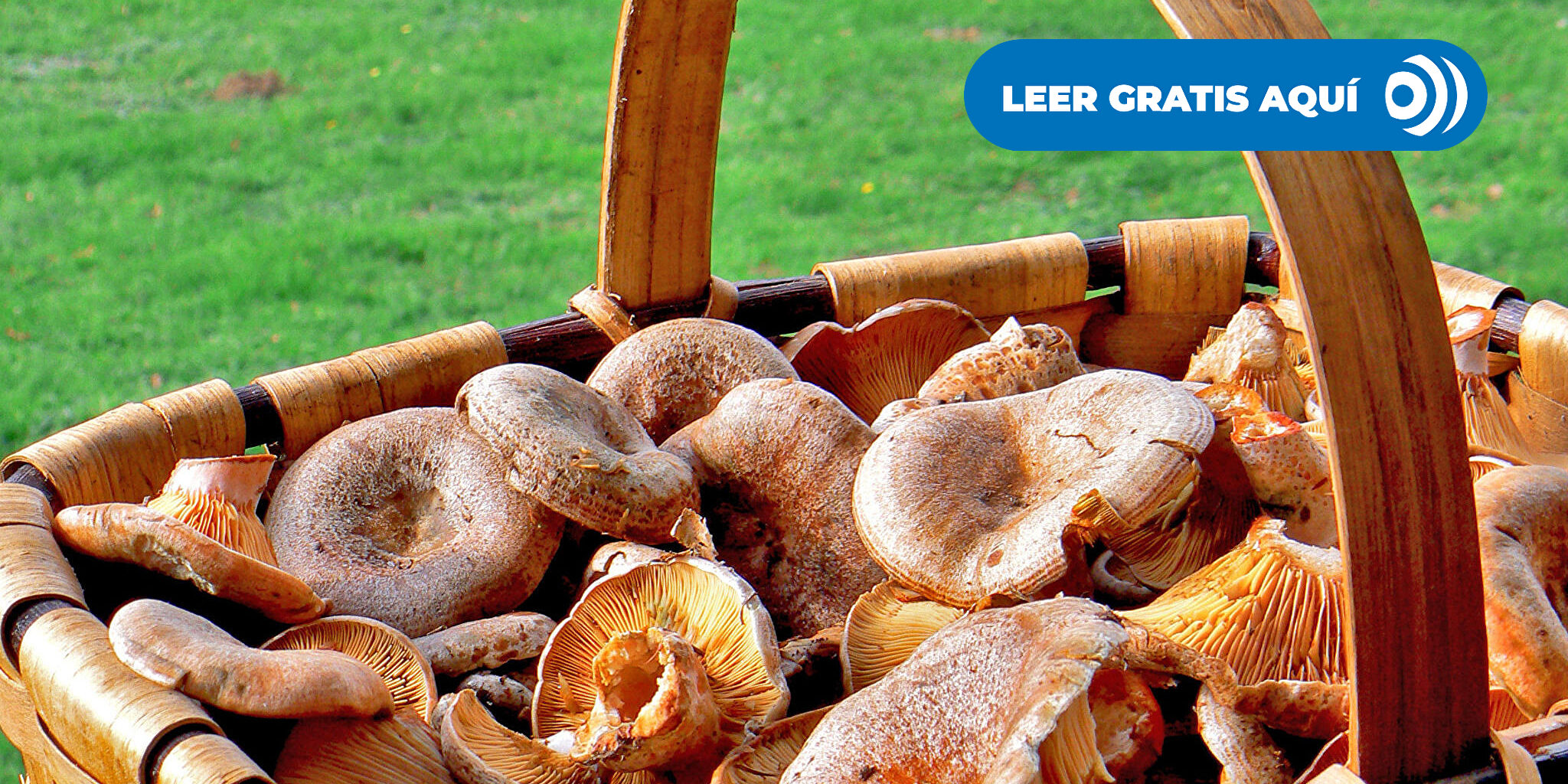 Setas: en busca y captura - Miguel del Pino - Libertad Digital