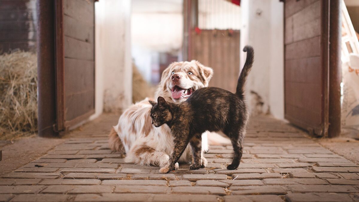 Así afecta el cambio de hora a perros y gatos