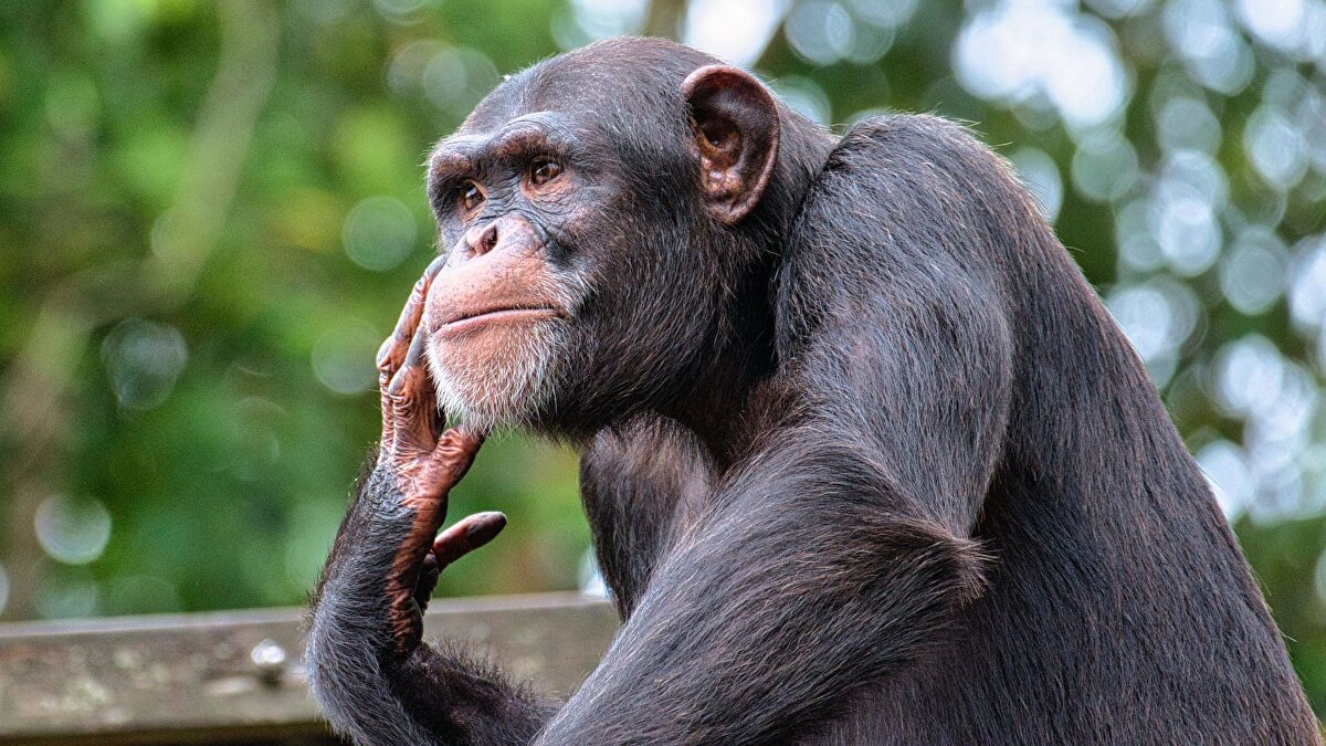 Un estudio detecta niveles de alcohol en chimpancés equivalentes a una o dos copas al día