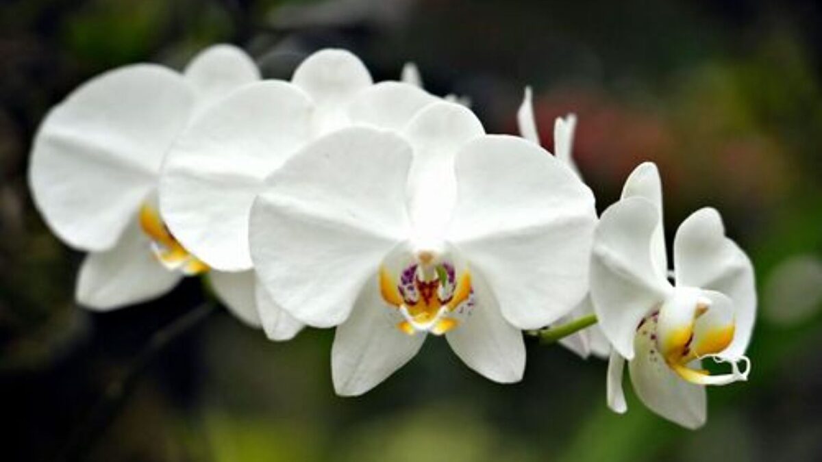 El secreto para tener bien cuidadas las orquídeas en casa
