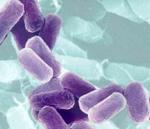 La bacteria escherichia coli.