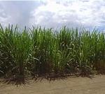 Una plantación de caña de azúcar.