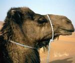 Un dromedario muy contento de haberse conocido.