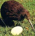 Un kiwi.