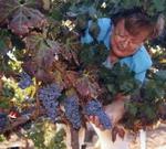 Vides de Bodegas Vinos Piñol.