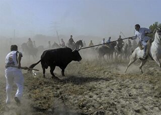 toro-de-la-vega-tordesillas.jpg
