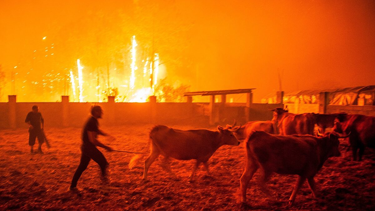 Más de 30 muertos en el norte de Portugal por los incendios - Libertad ...