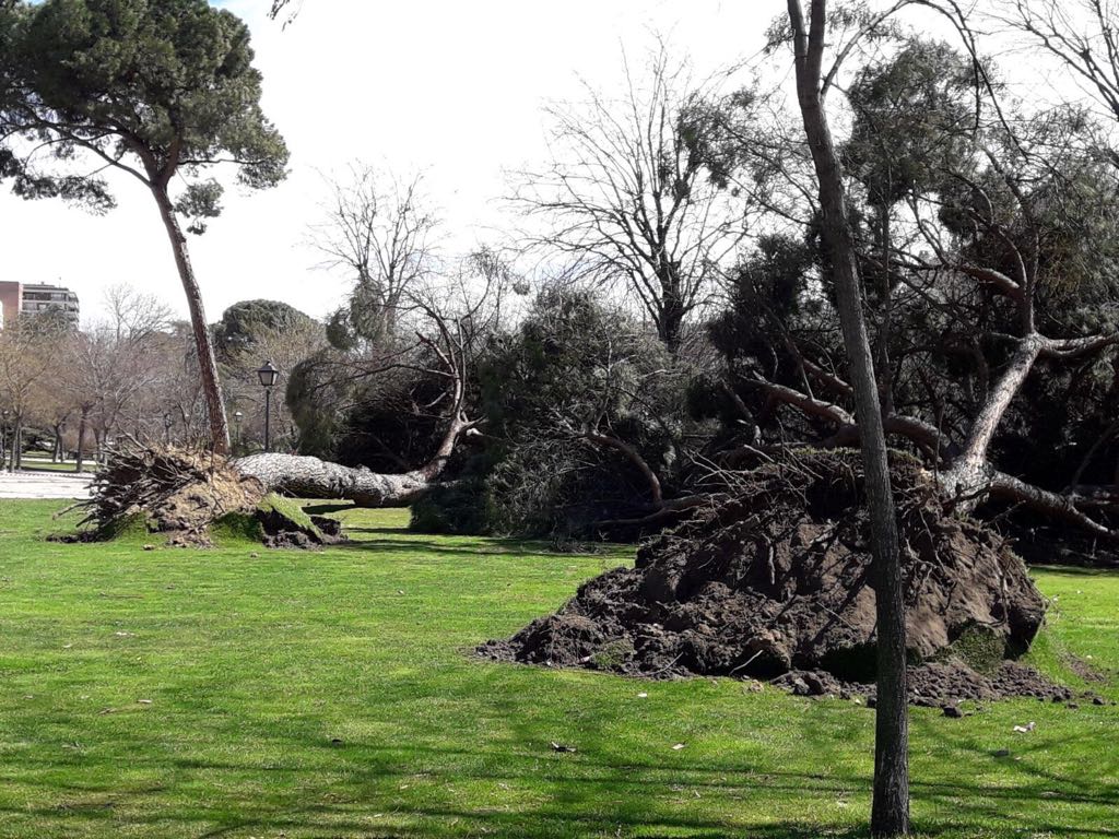 240318_arboles_parque_atenas_madrid_01.j