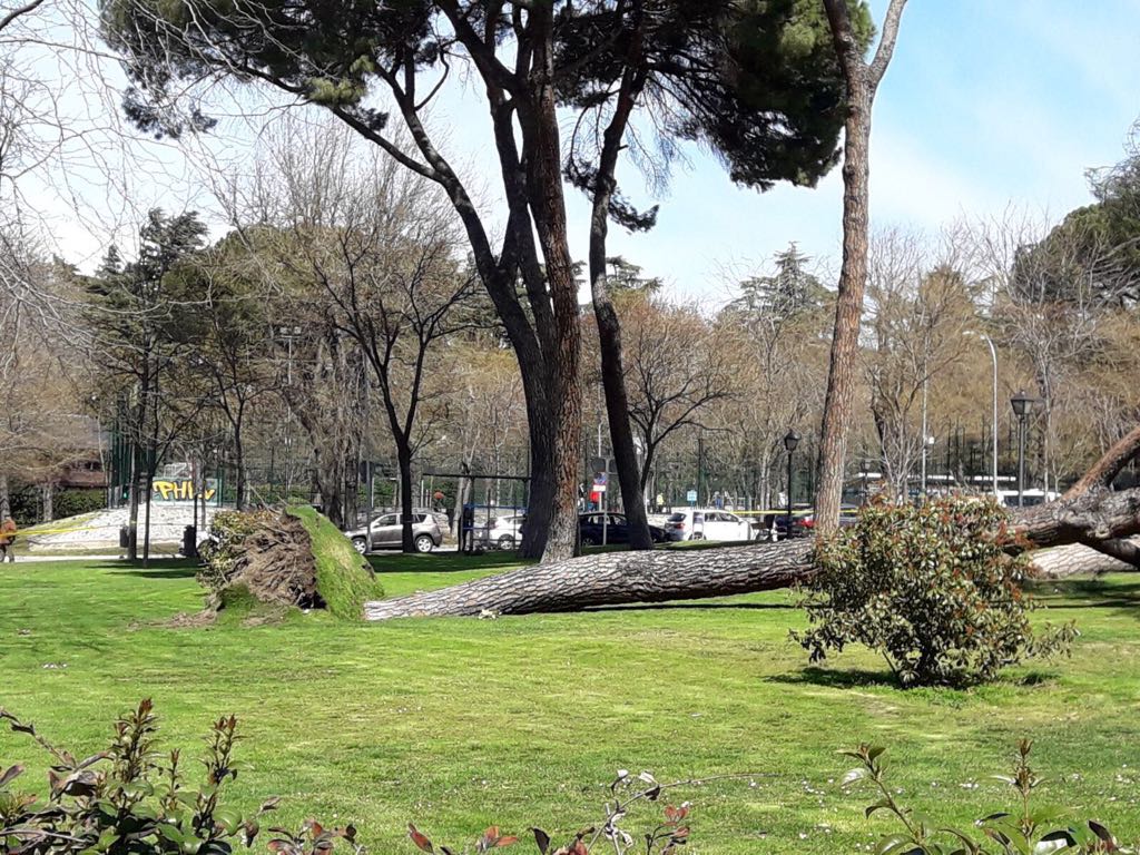 240318_arboles_parque_atenas_madrid_02.j