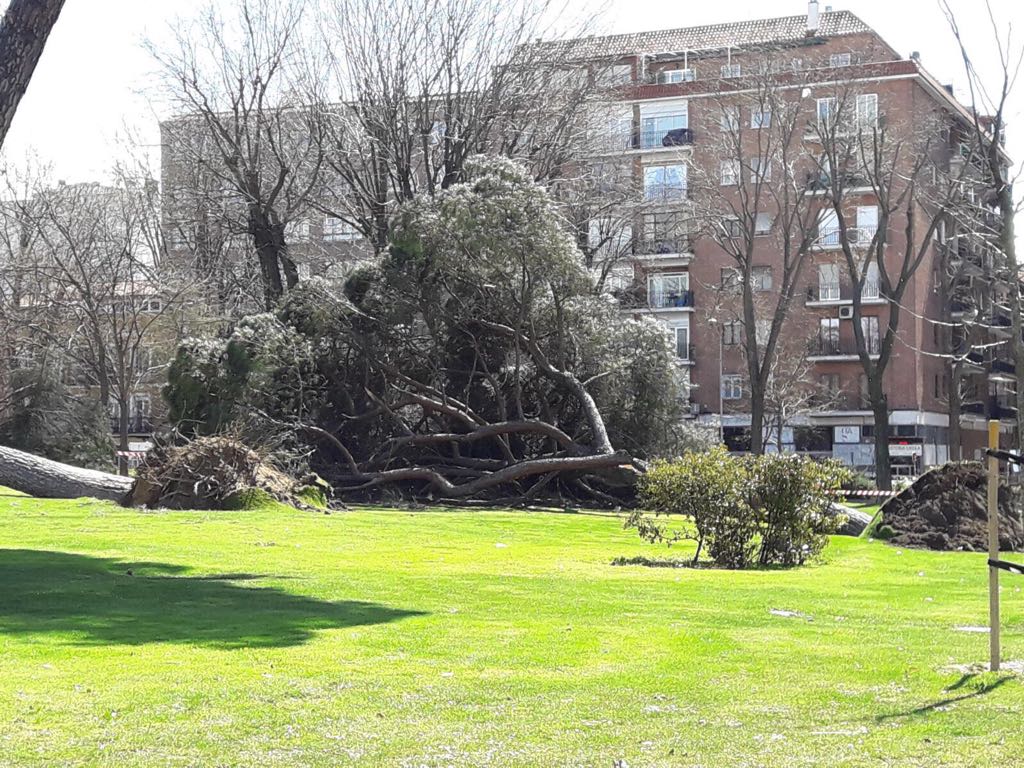 240318_arboles_parque_atenas_madrid_03.j