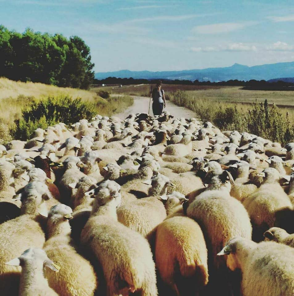 31286212_830162670502586_103756255709678