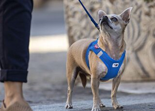 chaleco-de-malla-arnes-para-perro-curli.jpg