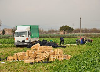 agricultura-agricultor-temporero-cultivo.jpg