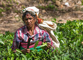 campesina-en-los-campos-de-sri-lanka.jpg