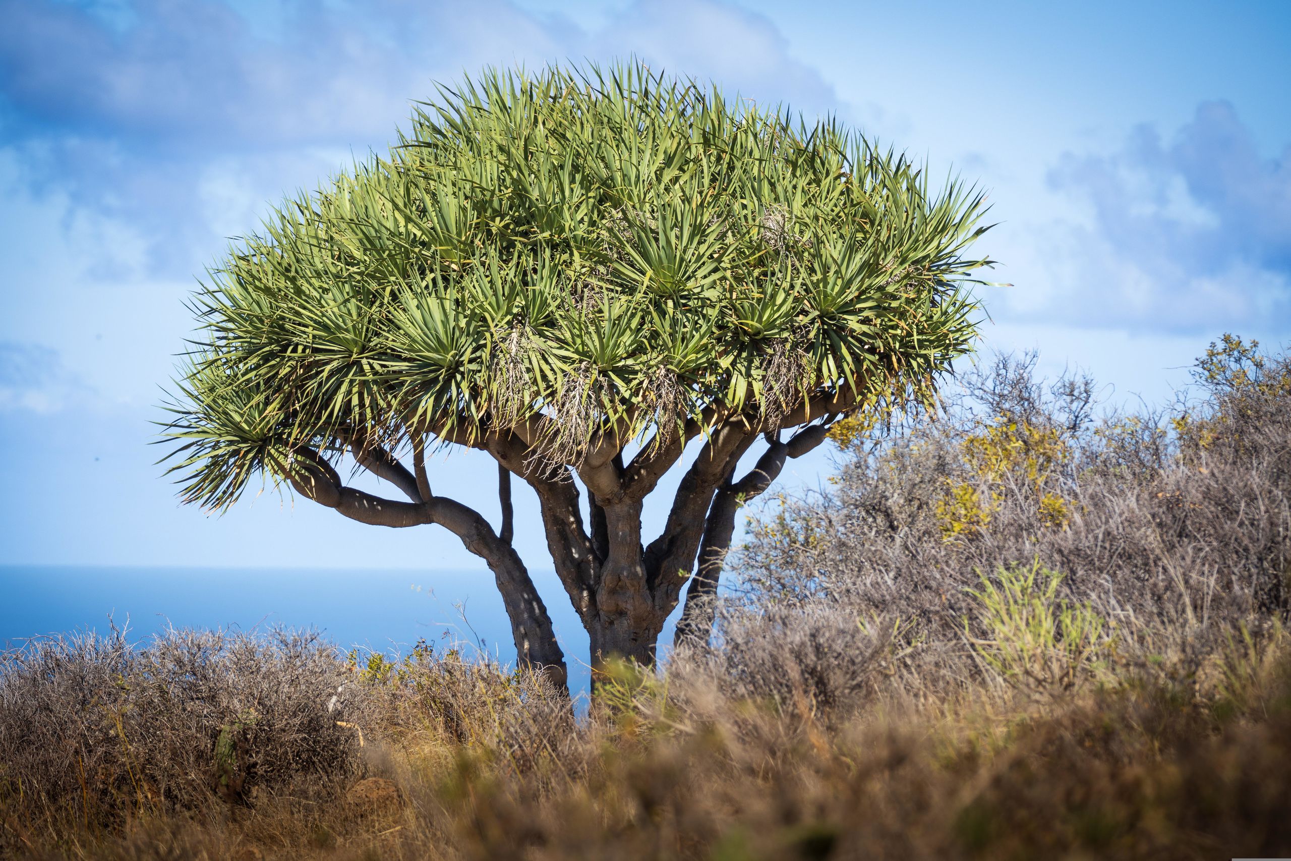 arbol-dragon-dracaena-draco-drago-de-las-islas-canarias.jpg