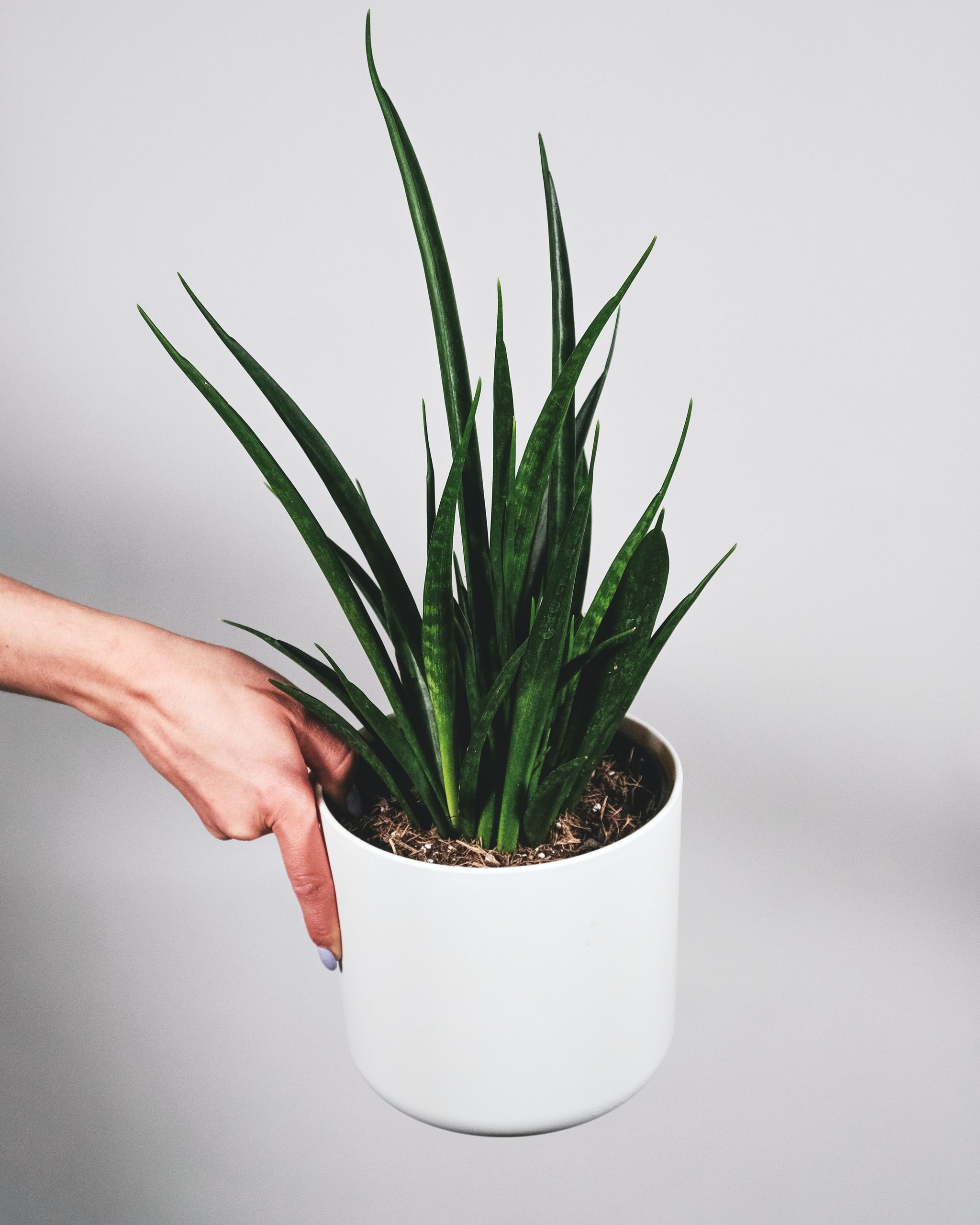 girl-holding-a-sansevieria-kirkii-friends-in-a-white-pot.jpg