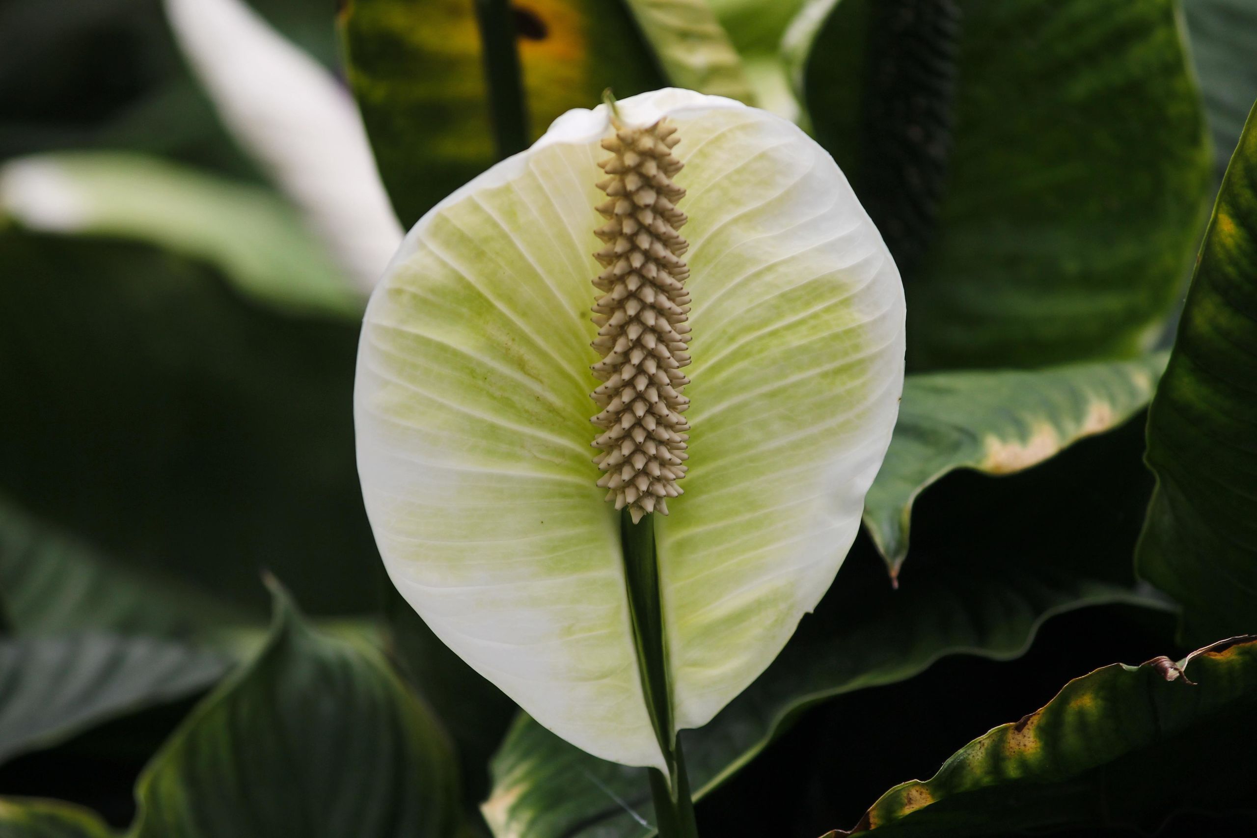 una-hoja-spathiphyllum-flor.jpg