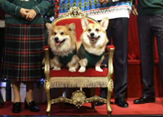 corgis-isabel-ii.jpg
