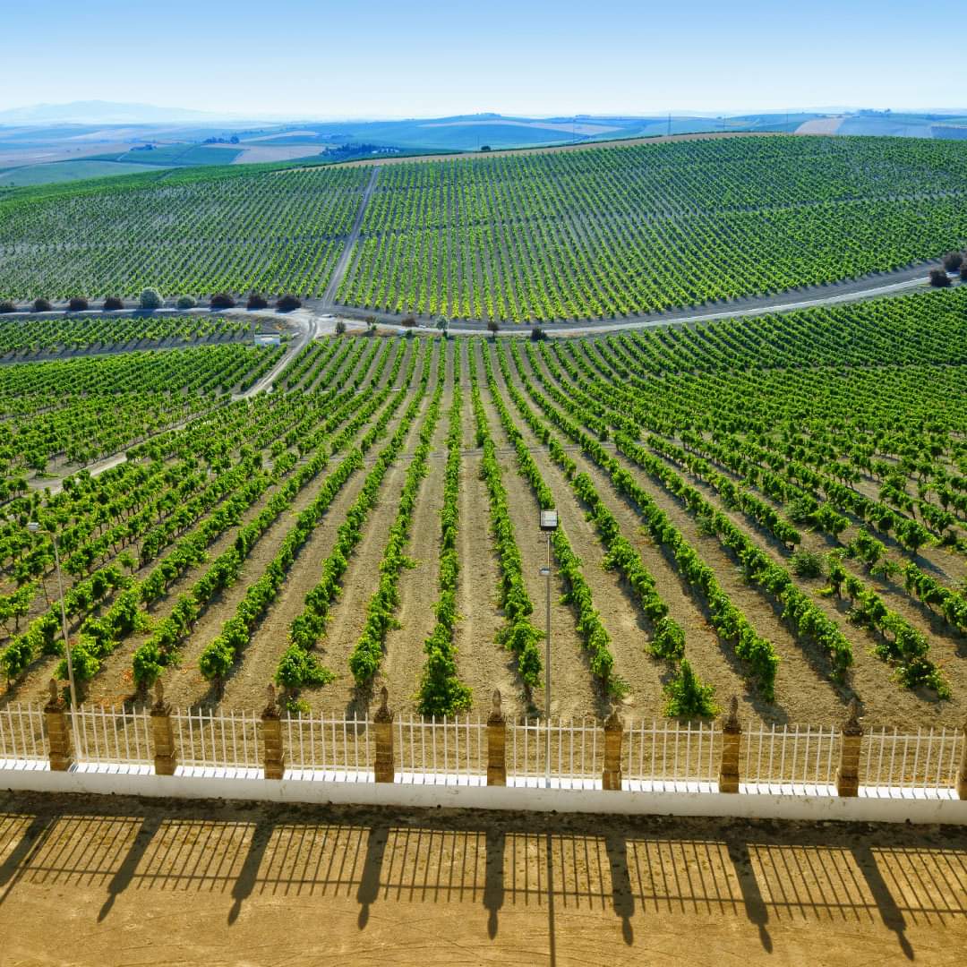 vinedo-ruta-vino-jerez.jpeg