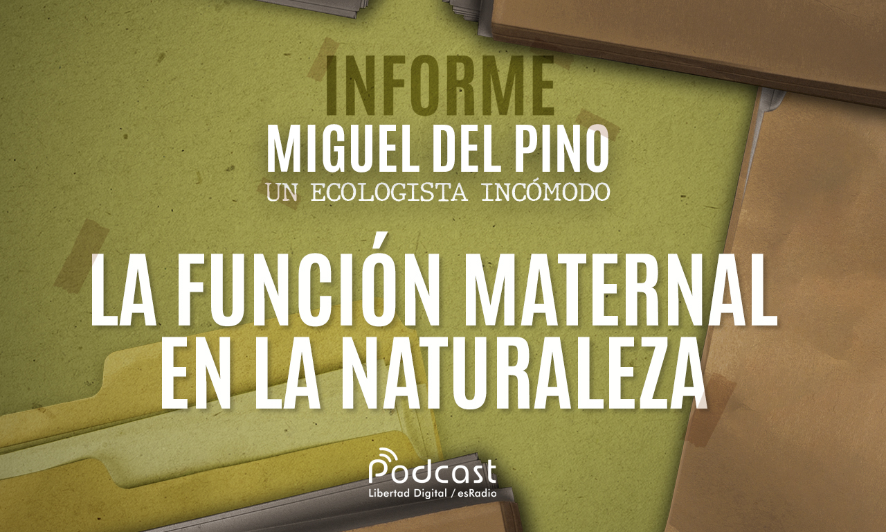funcion-maternal.jpg