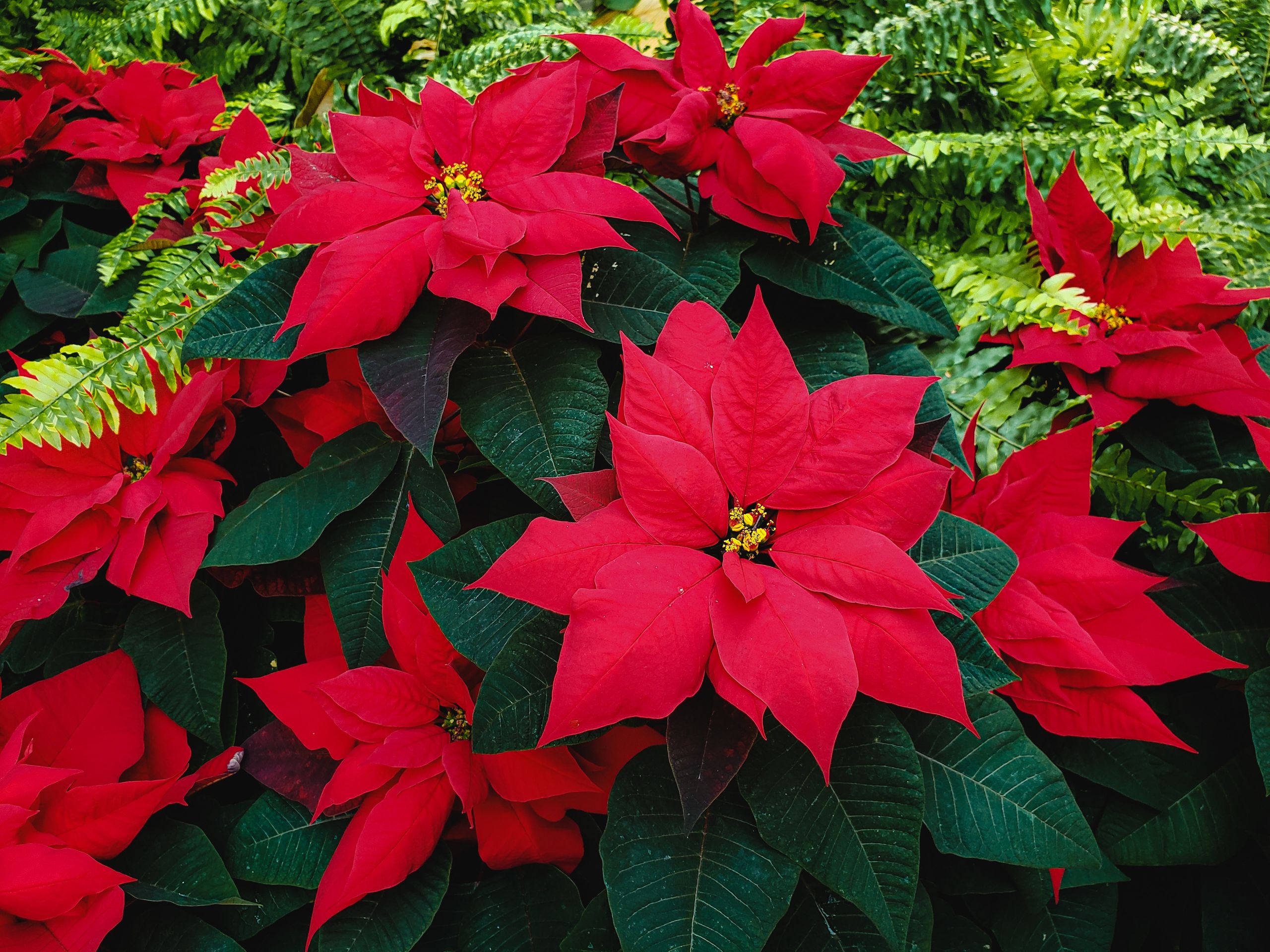 poinsettia-and-ferns.jpg