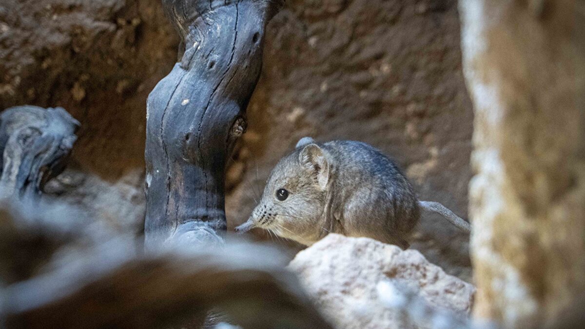 La rara musaraña elefante de Bioparc Valencia, el único ejemplar de su ...