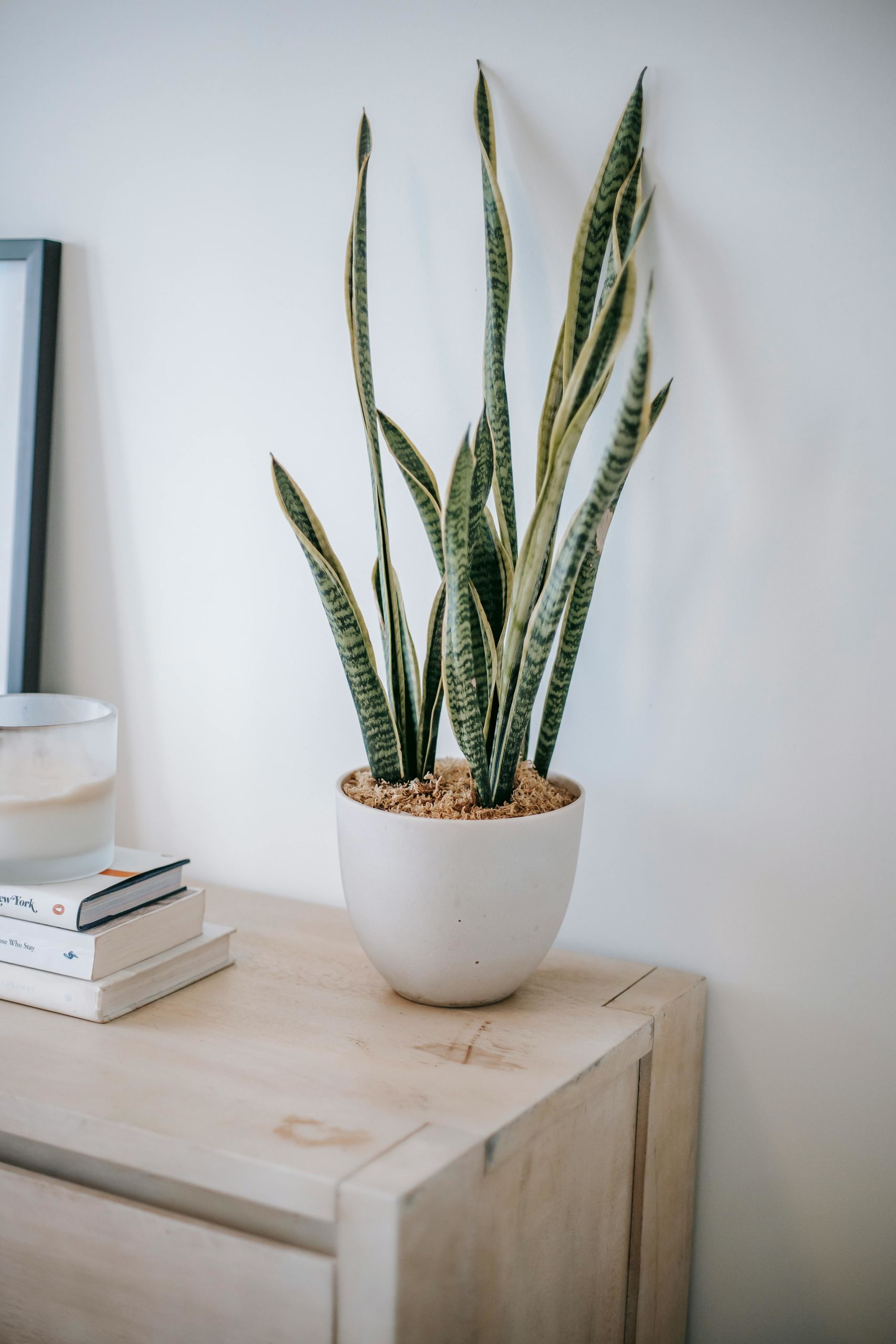 sansevieria-in-pot-near-books-on-chest-of-drawers.jpeg