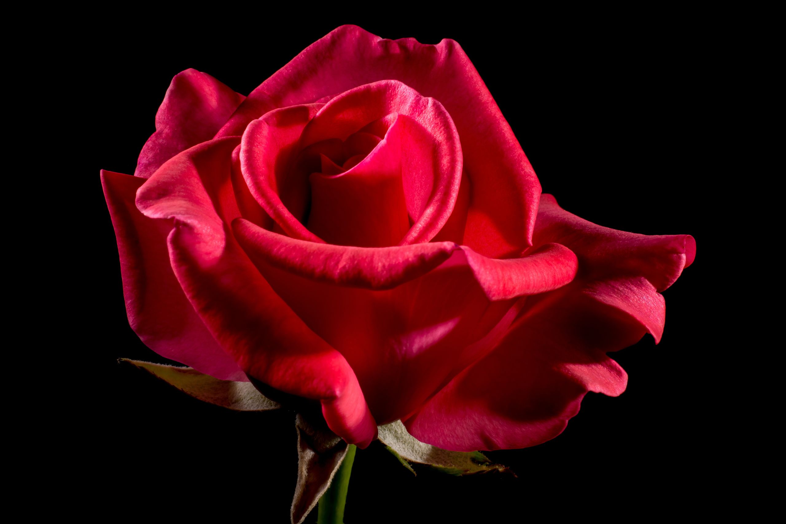 rojo-rosa-flores-flor-petalos.jpg