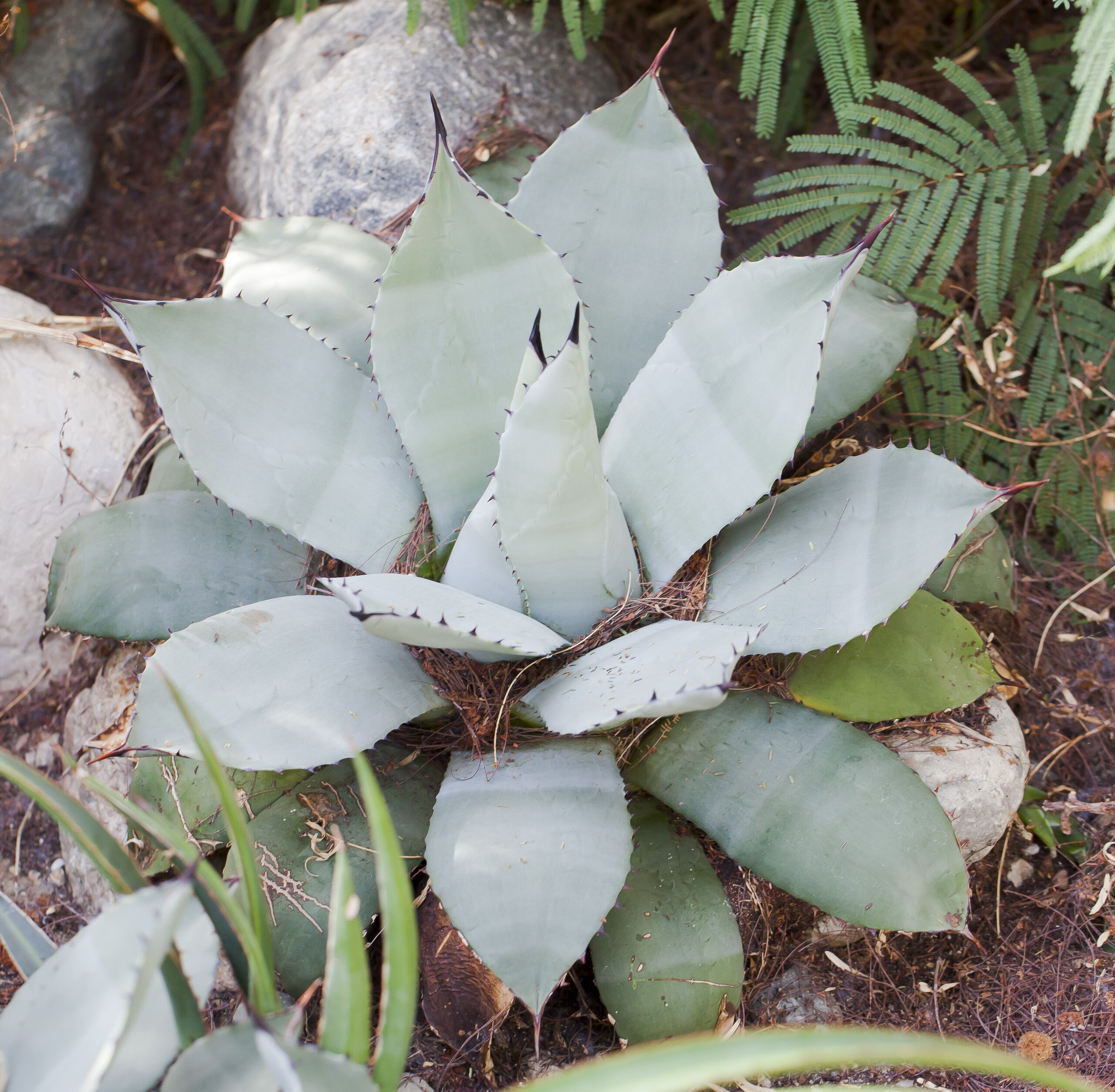 mezcal-agave-parryi-conservatorio-botanico-fort-wayne-indiana-estados-unidos-2012-11-12-dd-01.jpg