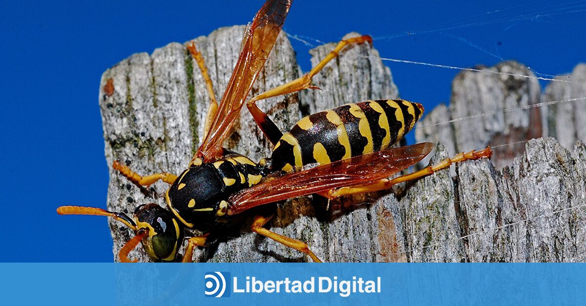 Muere un hombre de 70 años por la picadura de un insecto en Algeciras
