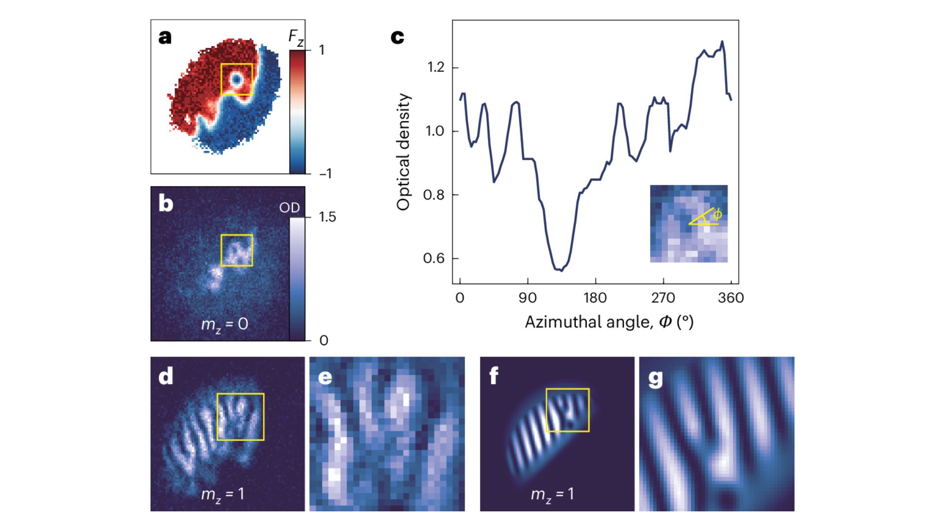 stable-singular-fractional-skyrmion-spin-texture-from-the-quantum-kelvin-helmholtz-instability.jpg