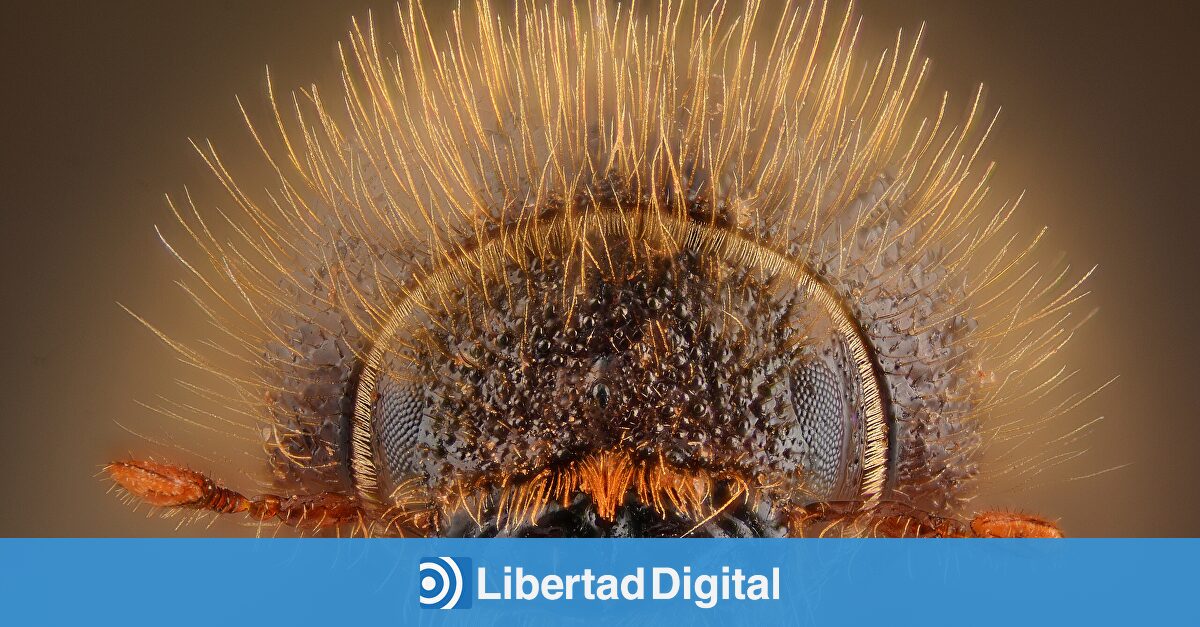 El escarabajo de ocho dientes que destroza los bosques europeos y por qué España se salva