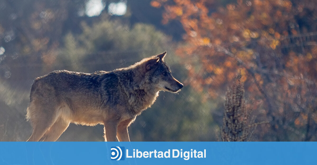 Asturias planta cara al Defensor del Pueblo por la rebaja de protección del lobo
