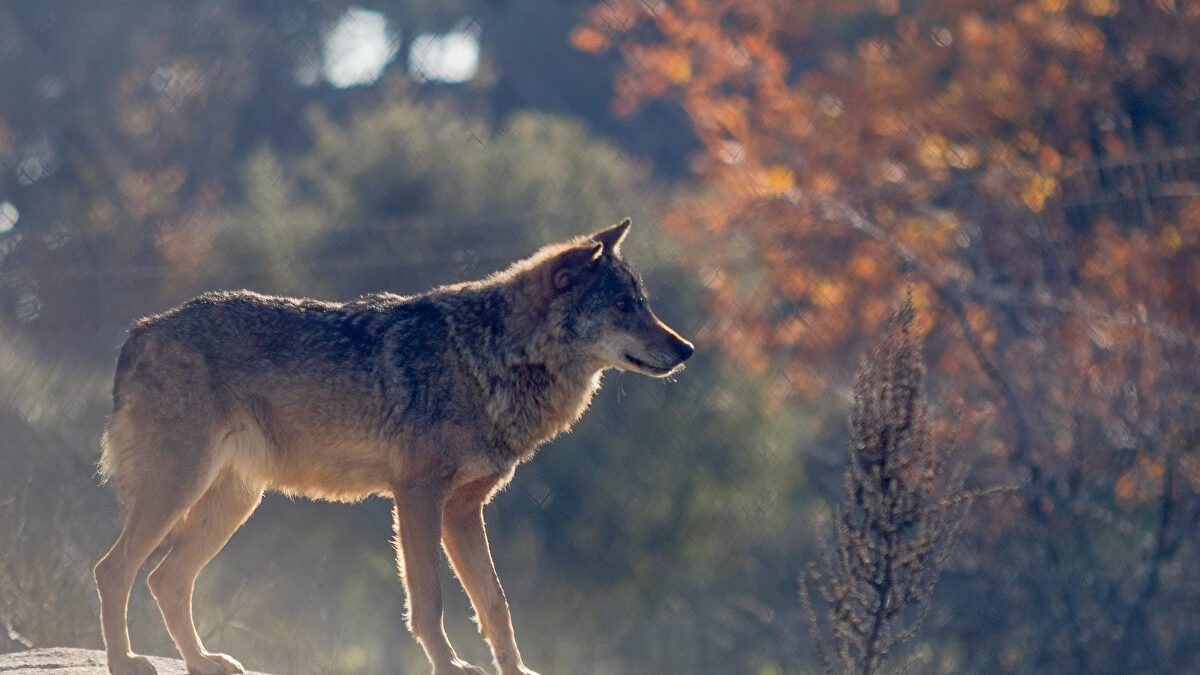 El Supremo solo permite la caza del lobo si es la  única solución  para proteger al ganado