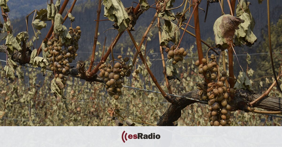 Comienza la vendimia en Monterrei (Ourense) con la previsión de una cosecha "superior" al año anterior