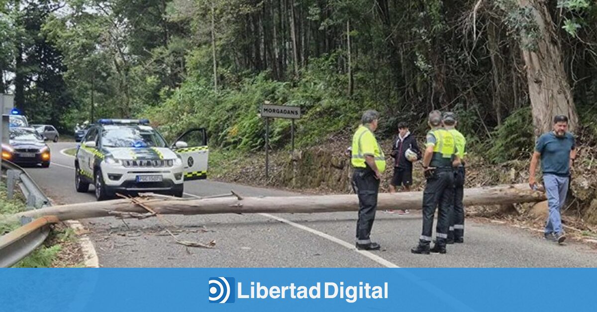 Nuevo boicot pro Hamás a la Vuelta: talan un árbol y lo arrojan a la carretera