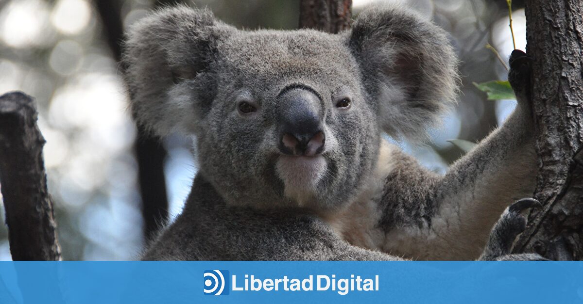 Una epidemia de clamidia amenaza con exterminar a los koalas australianos