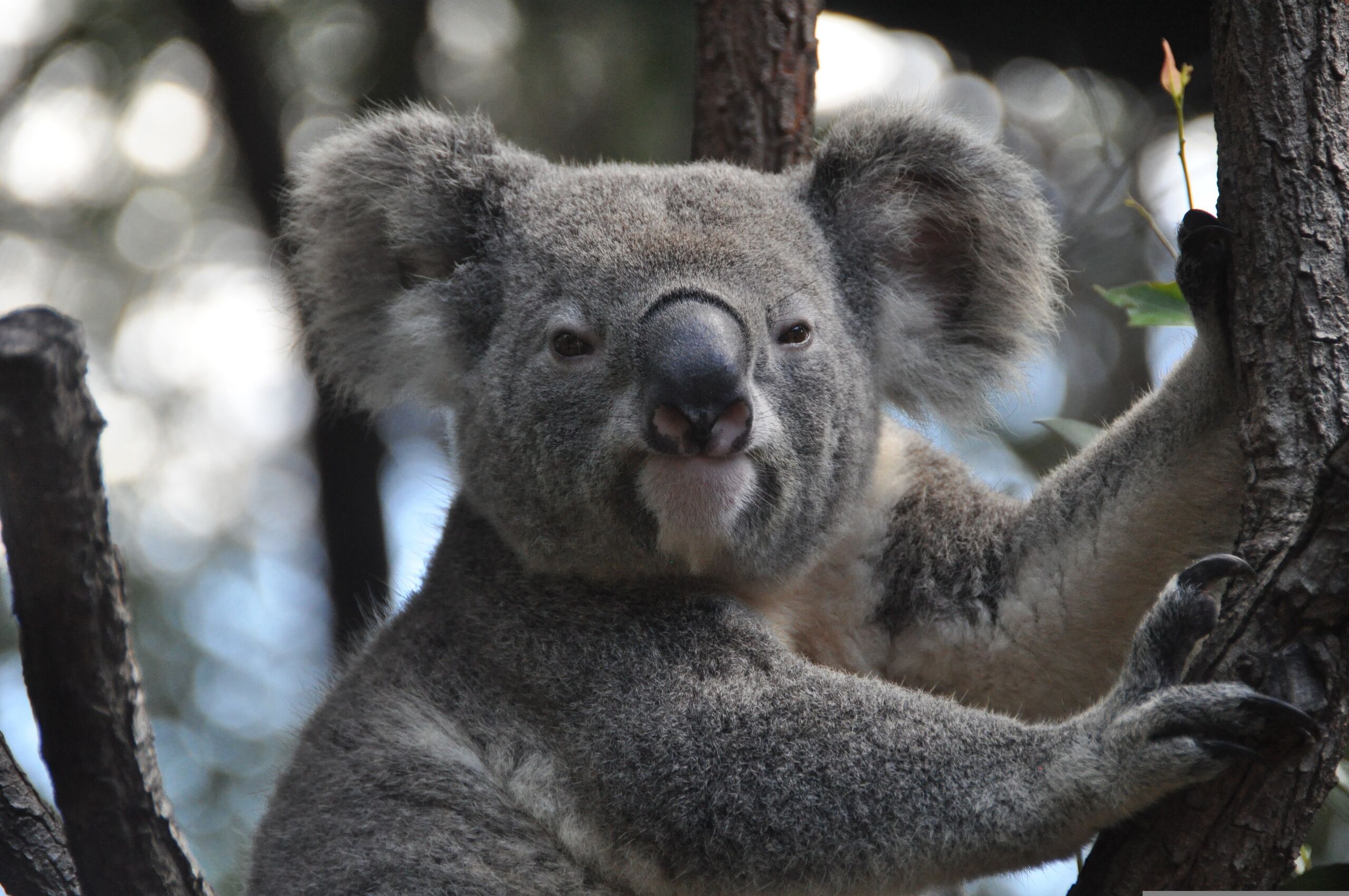 Una epidemia de clamidia amenaza con exterminar a los koalas australianos