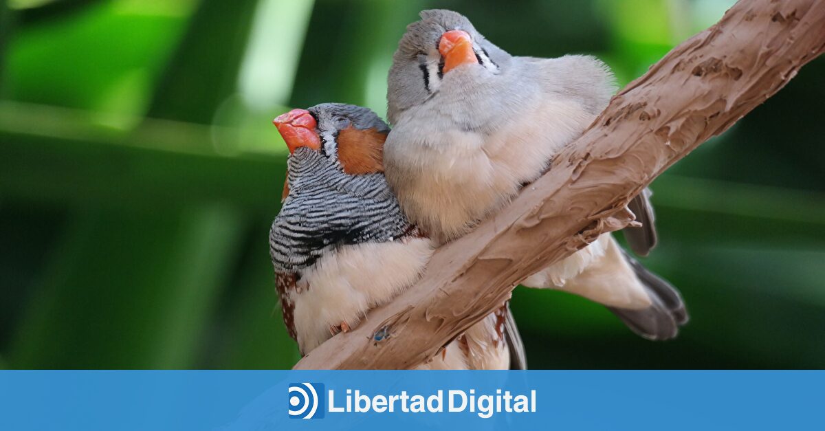 Una mosca invasora obliga a los pinzones de Darwin a evolucionar o morir