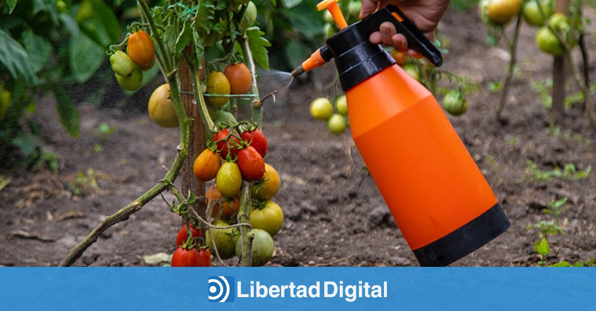 Crean un espray que ayuda a los tomates a sobrevivir a la sequía