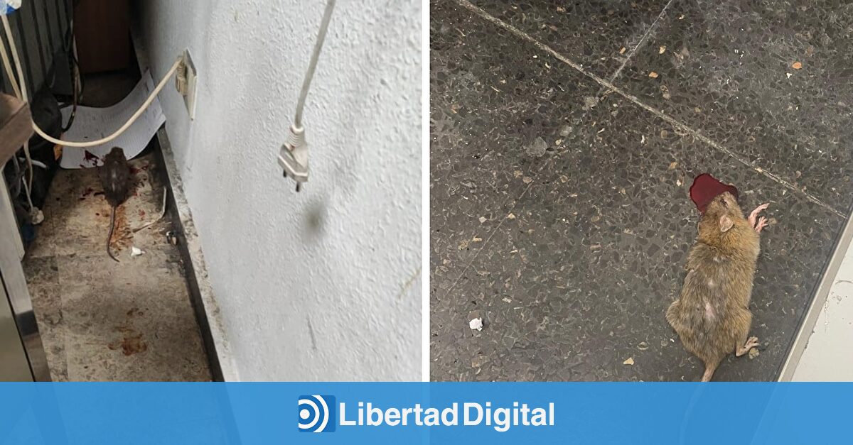 Guardias civiles denuncian la falta de higiene y la presencia de ratas en sus instalaciones del aeropuerto de Barajas