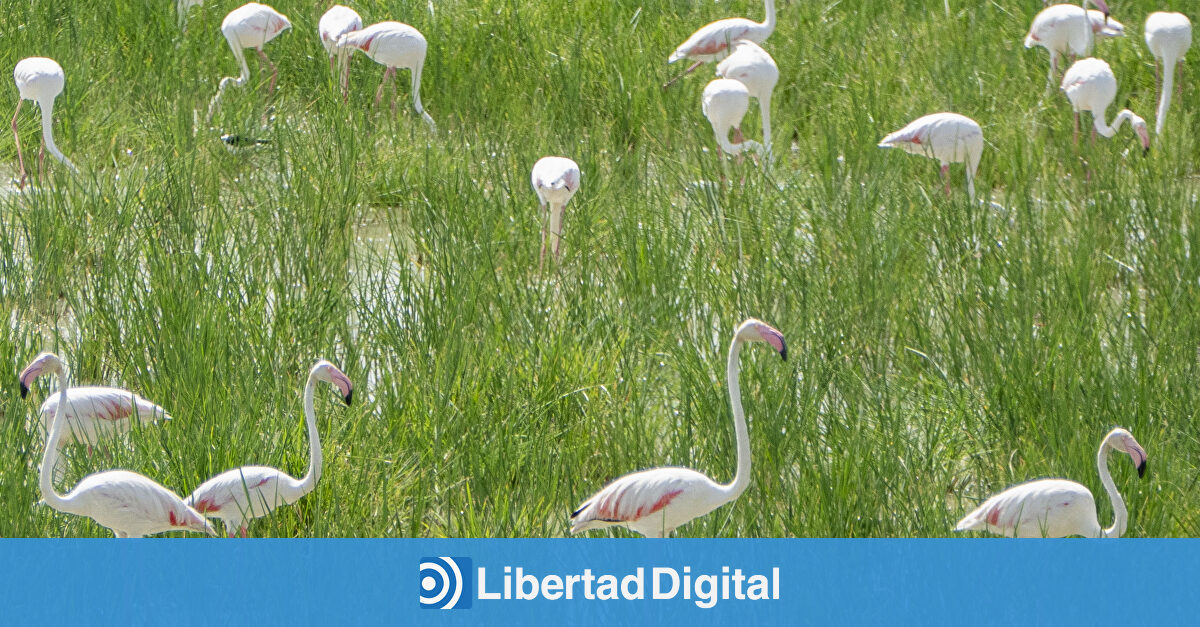 Vuelve la gripe aviar a España