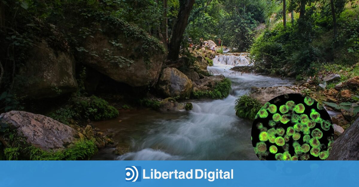 Nueva alerta sanitaria por un brote de ameba 'comecerebros' que deja 19 muertos