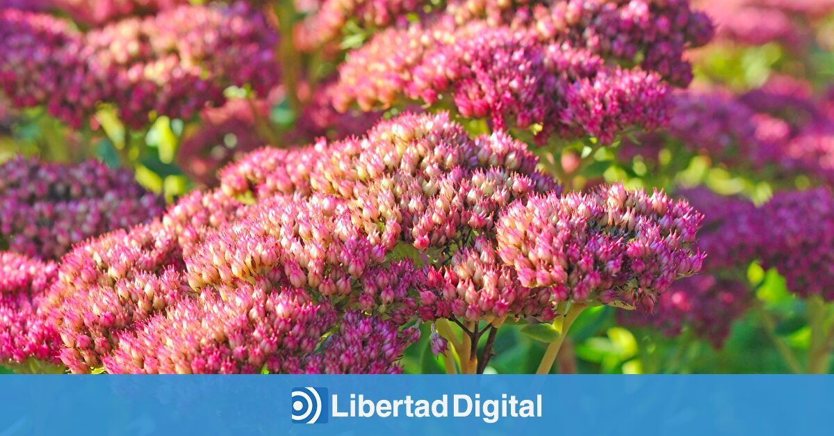 No renuncies a tu jardín en otoño: las plantas que resisten el frío y llenan de color tu balcón