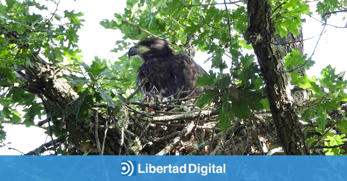 Regresa a España el águila gigante
